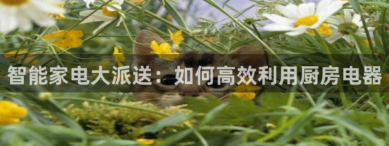鸿运彩票是正常的平台吗