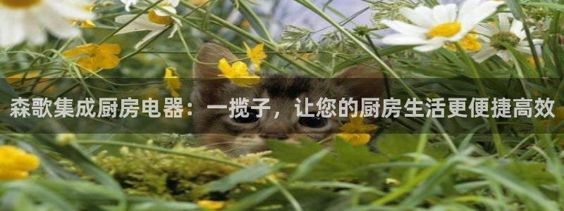鸿运棋牌app平台