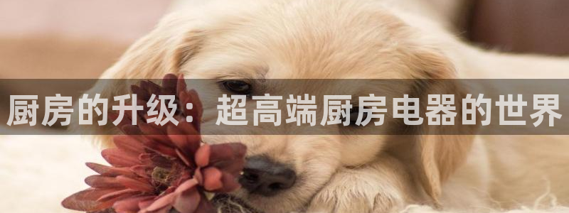 鸿运是哪里平台